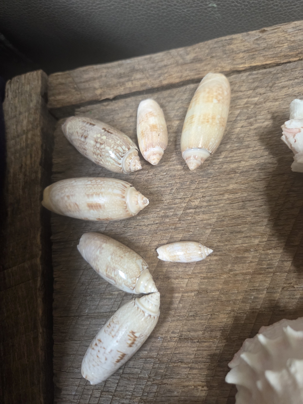 35 Assorted Natural Seashell Personal Collection - Bin R - Picture 3 of 16